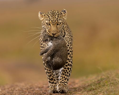 4 Days Extraordinary Kenya